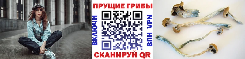 Галлюциногенные грибы Cubensis  Краснообск 